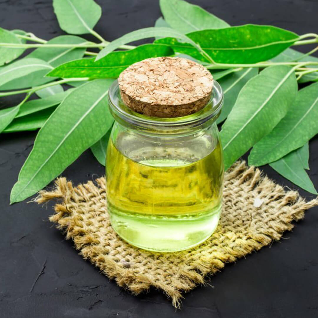 Here Are Some Technical Details About Eucalyptus Hydrosol